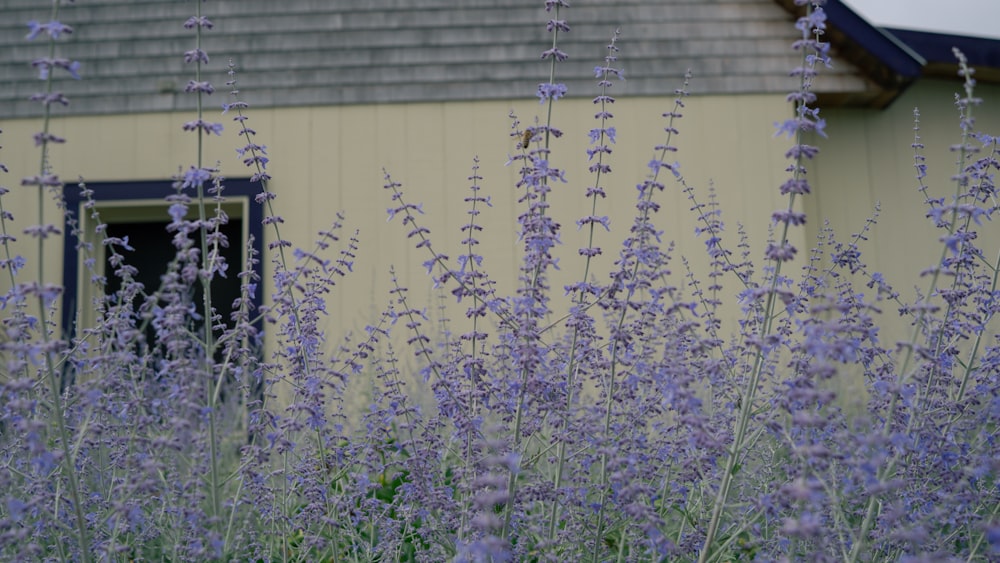 purple flowers in front of a yellow building