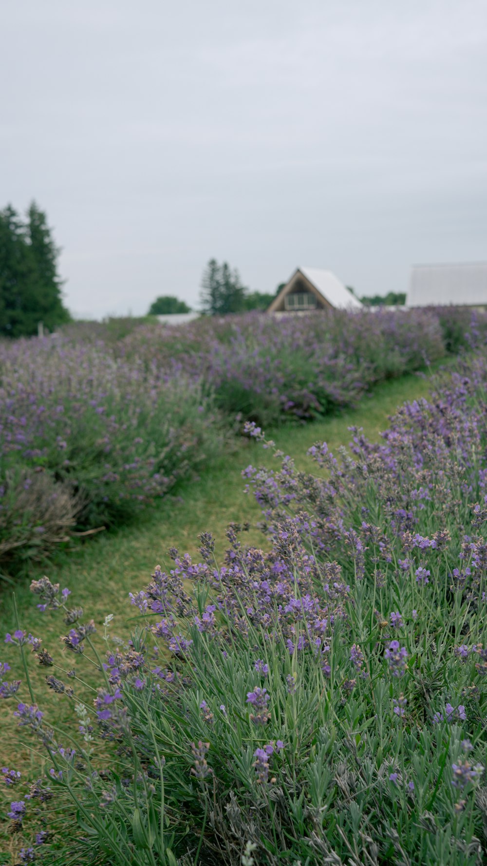 a field of lavender flowers with a barn in the background