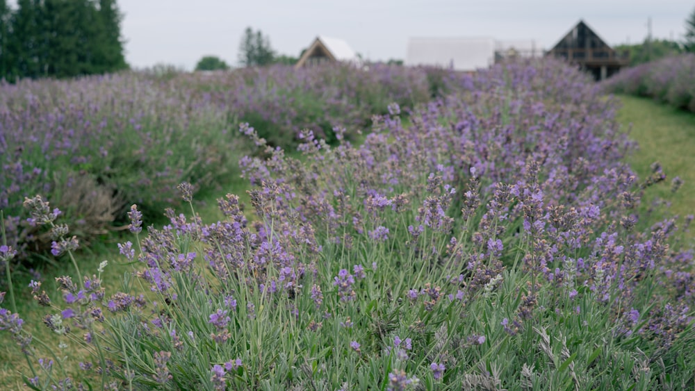 a field of lavender flowers with a house in the background