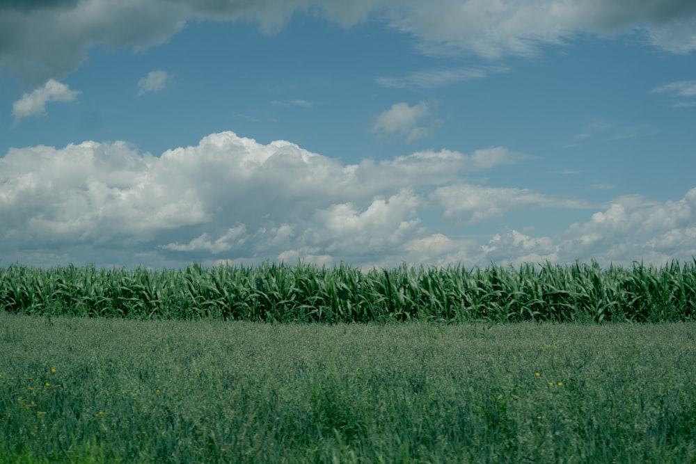 a field of corn under a cloudy blue sky