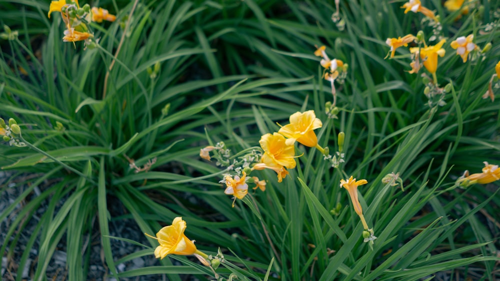 a bunch of yellow flowers that are in the grass