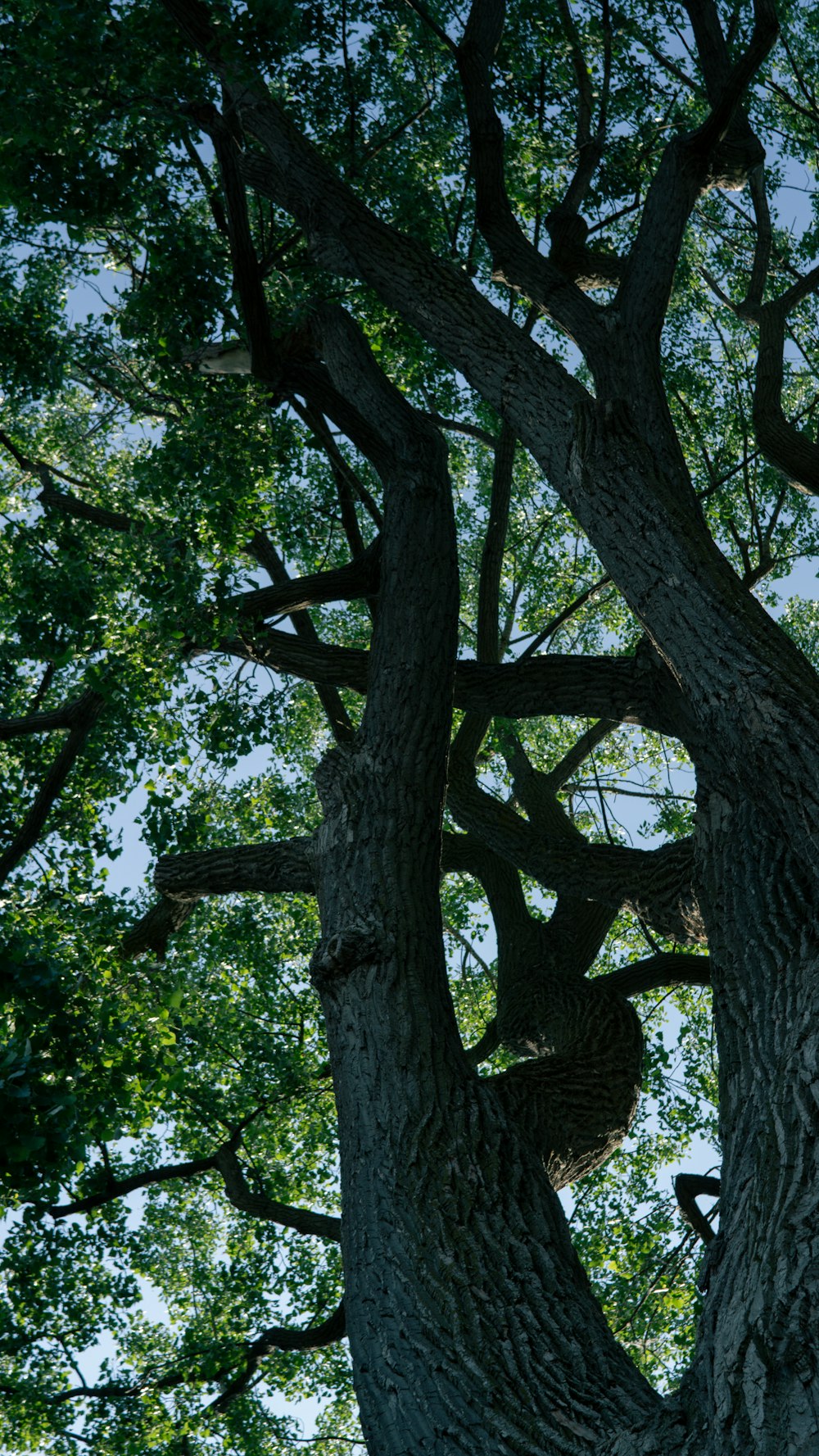 a giraffe standing in the middle of a tree