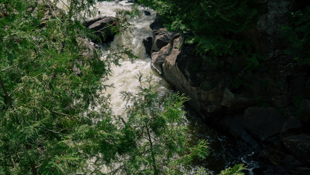 a river running through a lush green forest