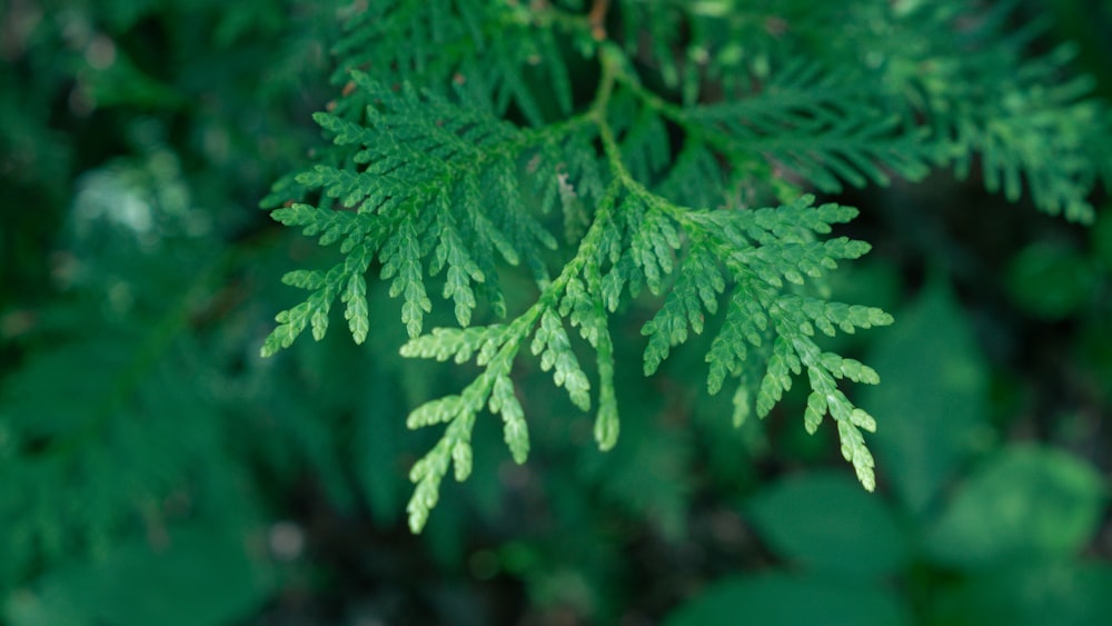 a close up of a green tree branch