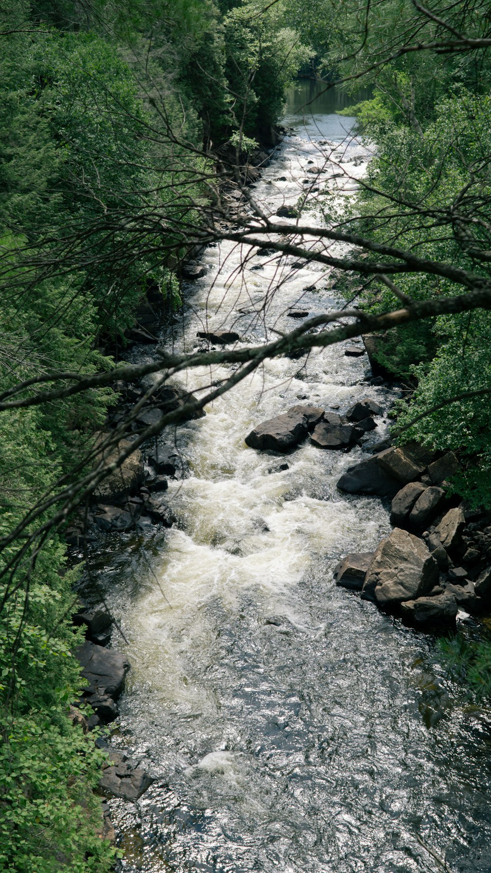 a river running through a lush green forest