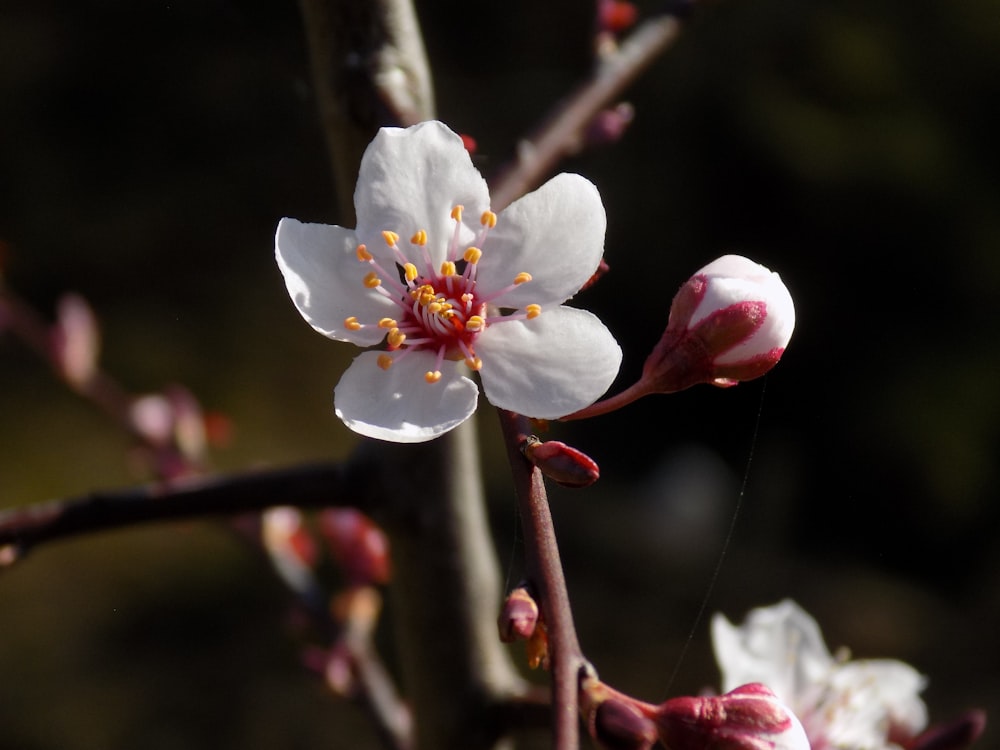 a close up of a flower on a tree