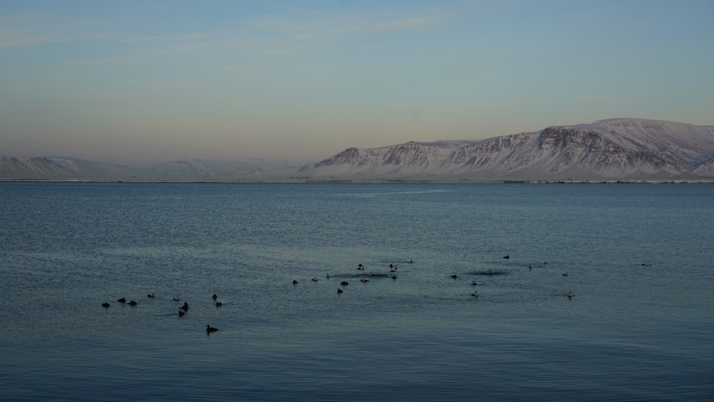 a flock of birds floating on top of a large body of water