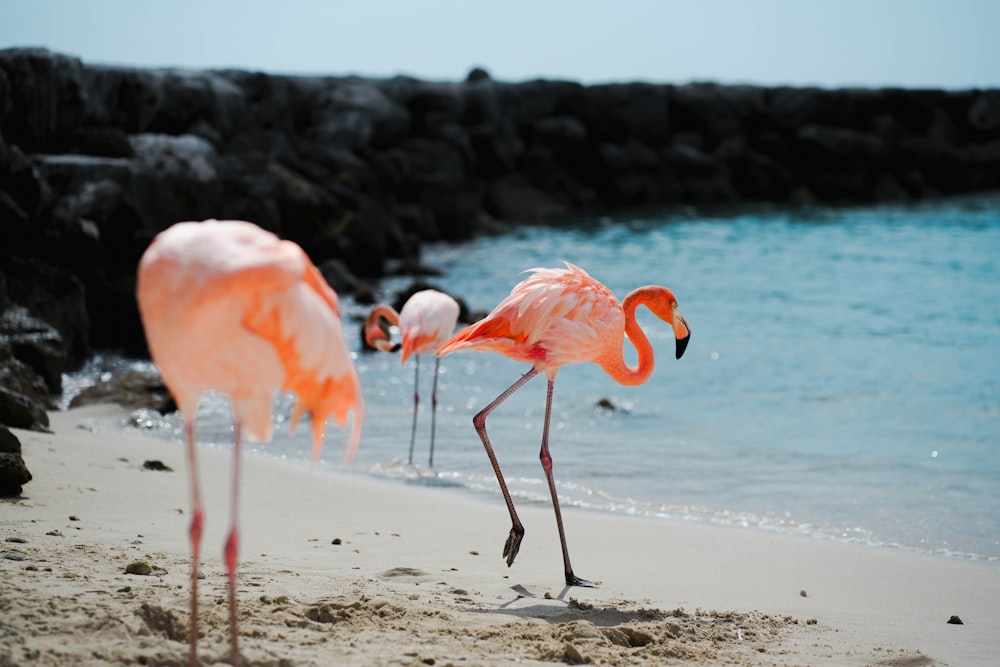 a group of flamingos standing on top of a sandy beach