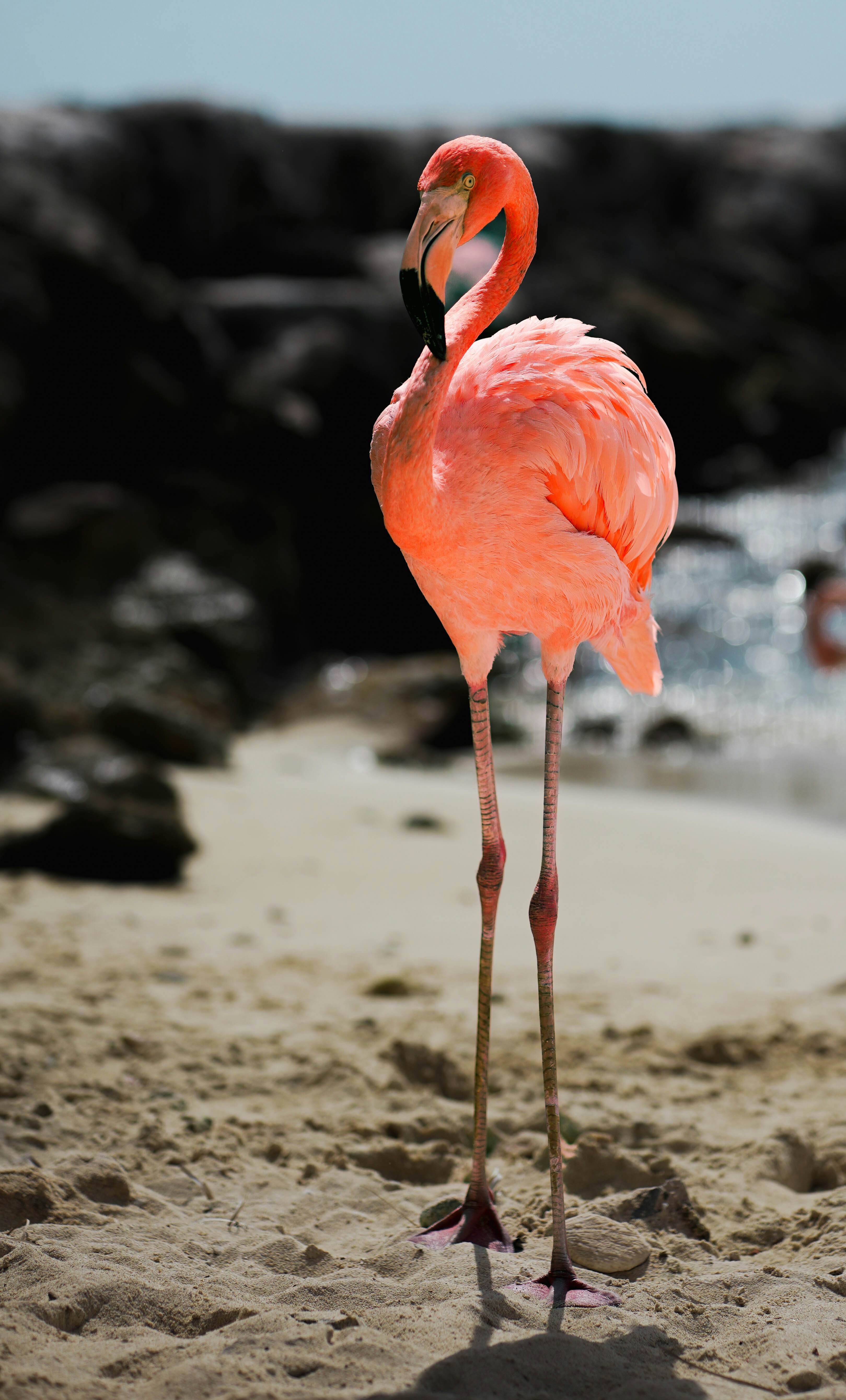 a flamingo standing on a sandy beach next to the ocean
