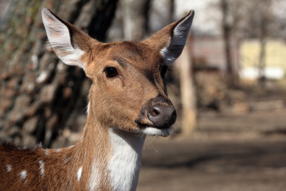 a close up of a deer near a tree