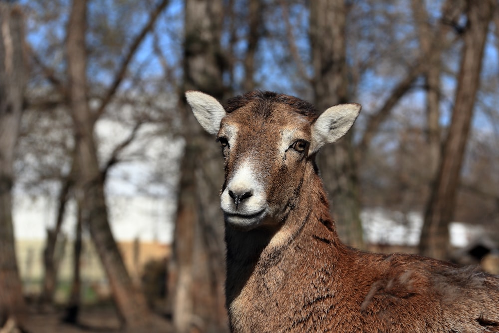 a brown goat standing next to a forest filled with trees