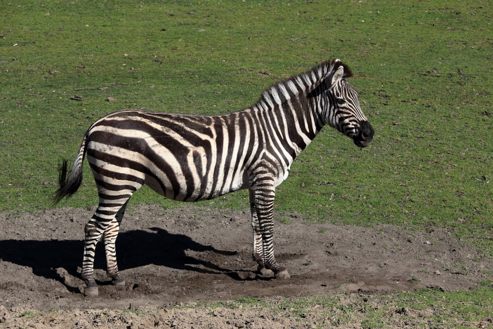 a zebra standing in the dirt in a field