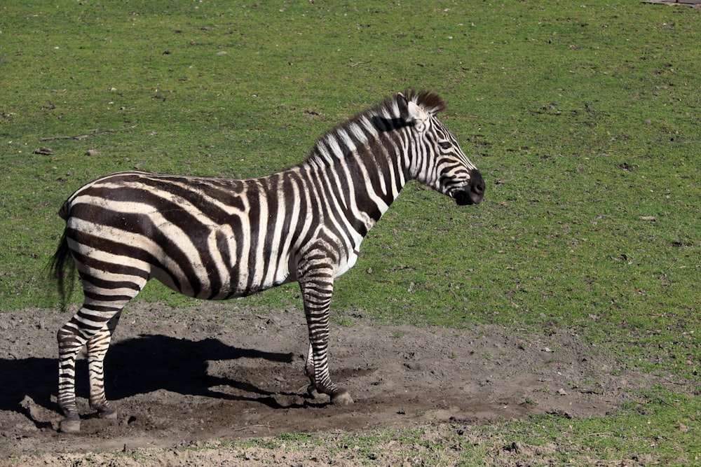 a zebra standing on a dirt patch in a field