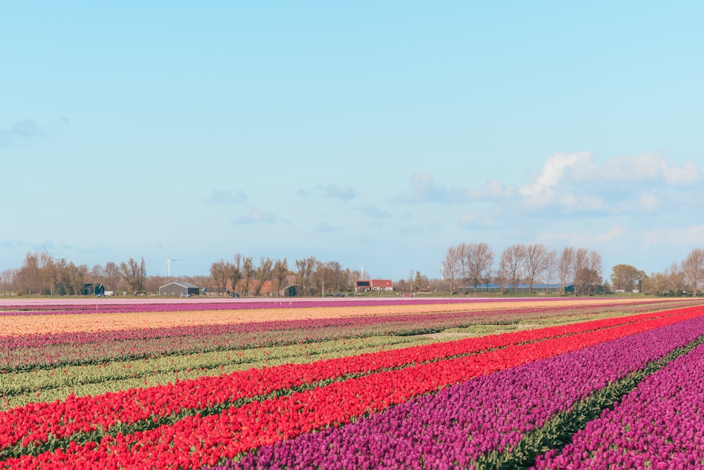 a field of tulips with a windmill in the distance