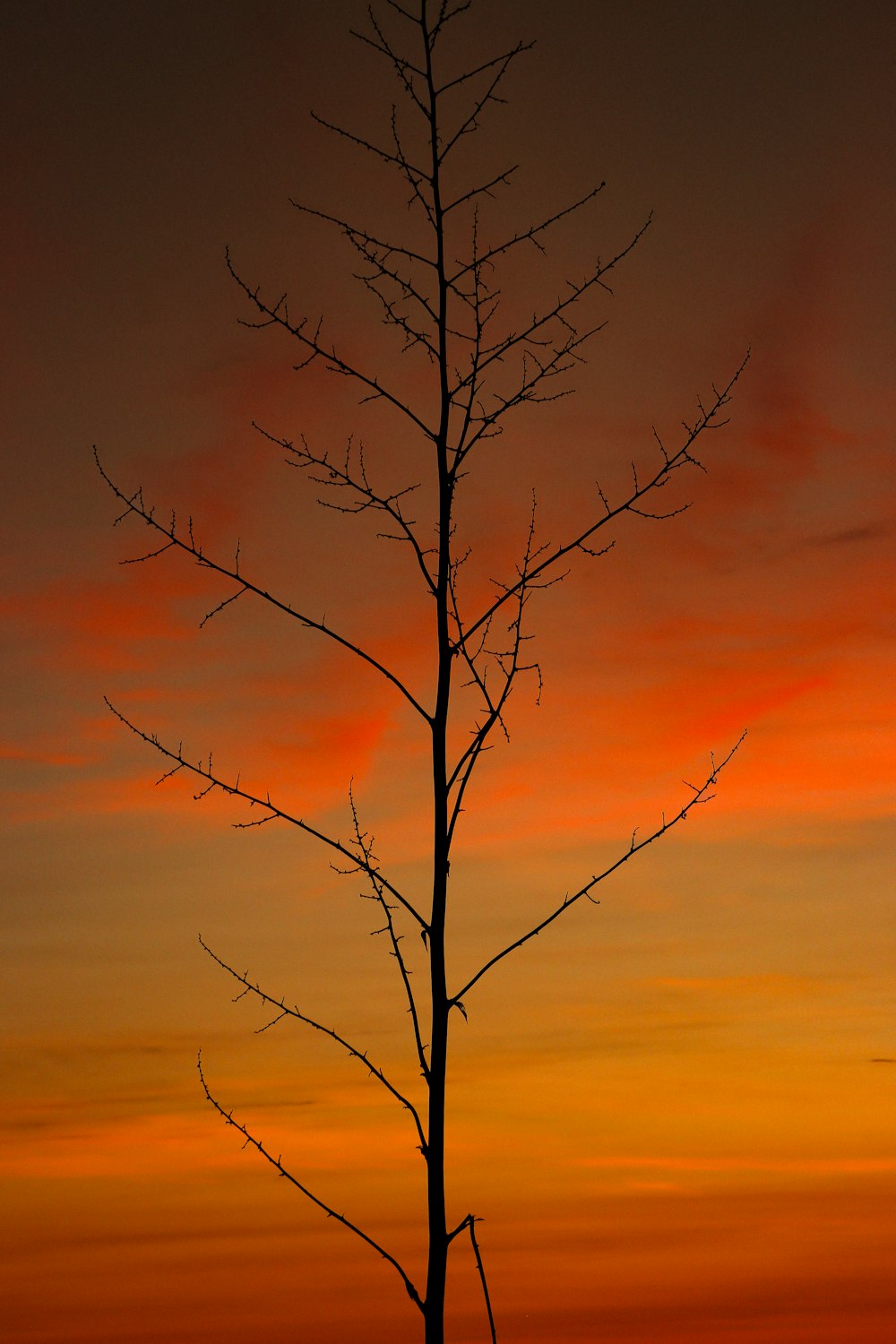 a lone tree is silhouetted against a sunset