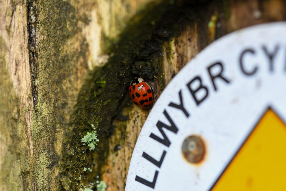 a ladybug sitting on the side of a stone wall