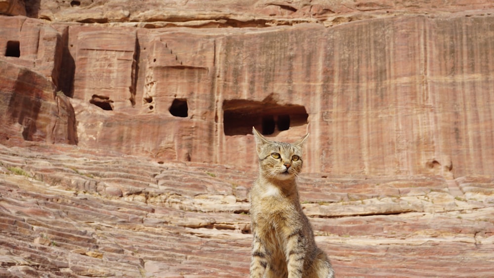a cat sitting on a rock in front of a cliff