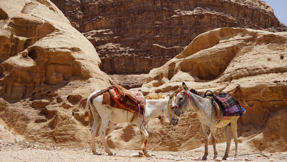 two donkeys with blankets on their backs in the desert