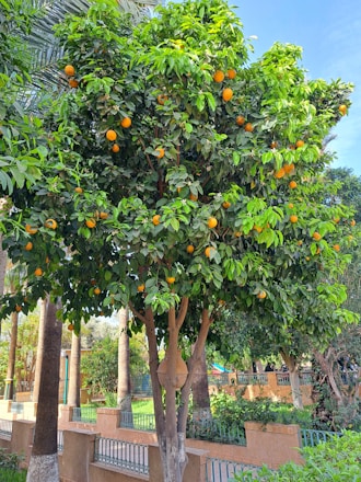 an orange tree with oranges growing on it