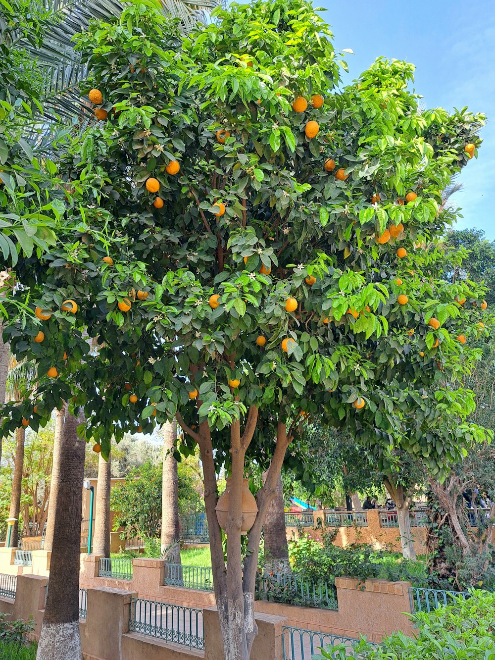 an orange tree with oranges growing on it