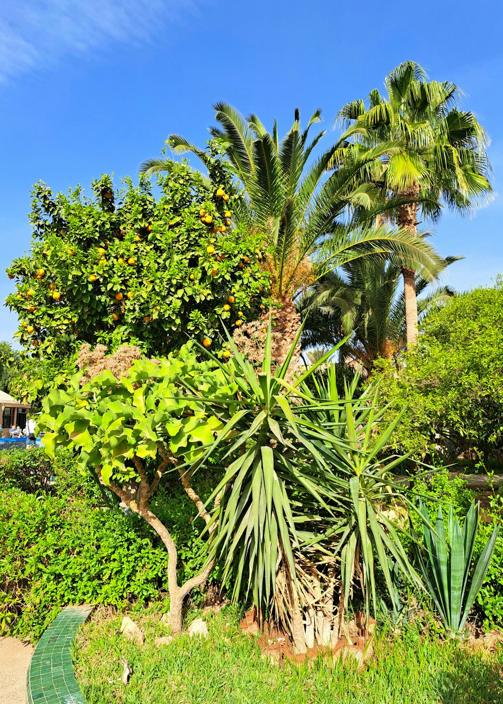 a palm tree in the middle of a garden
