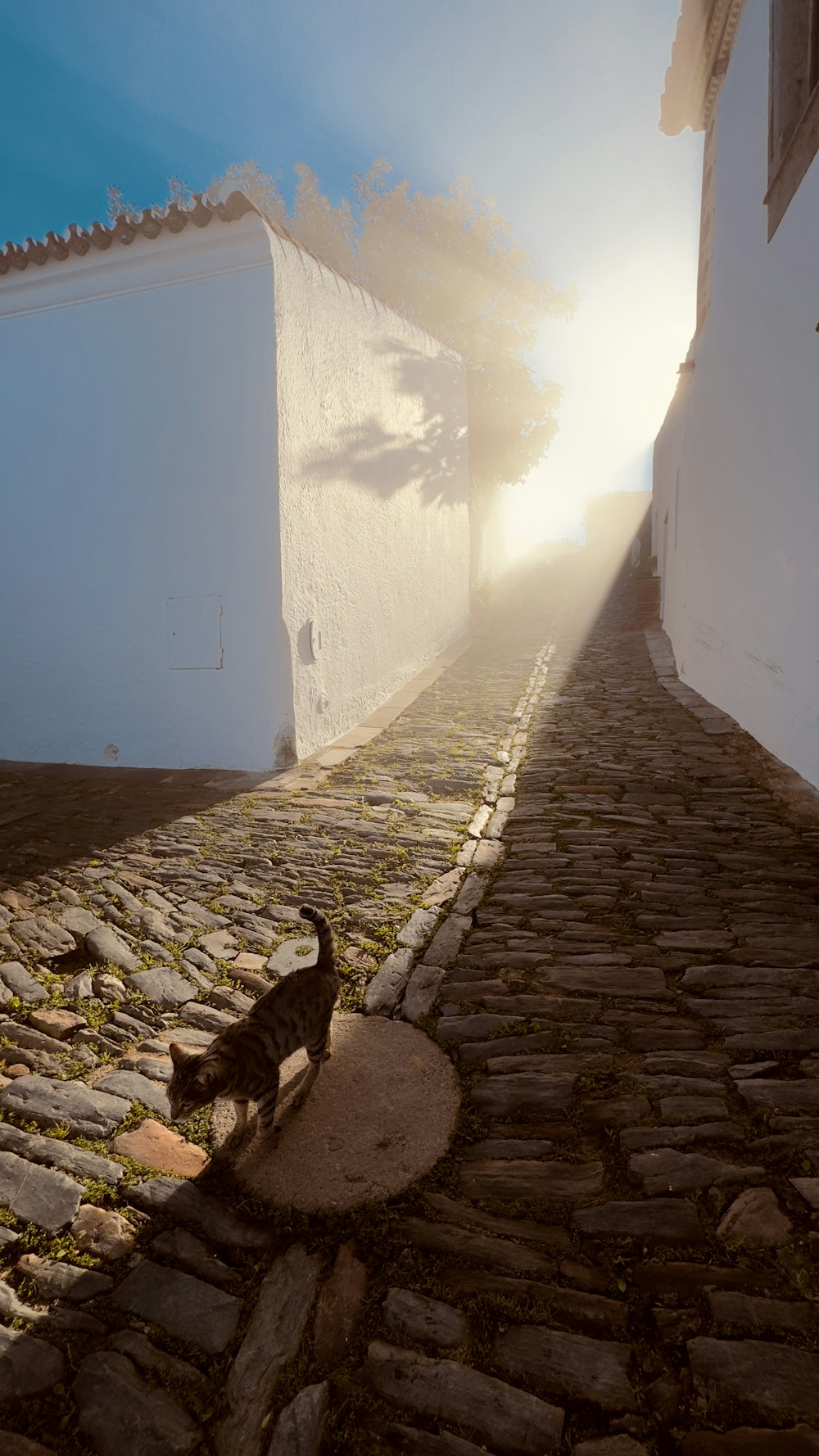 a cat walking down a cobblestone street