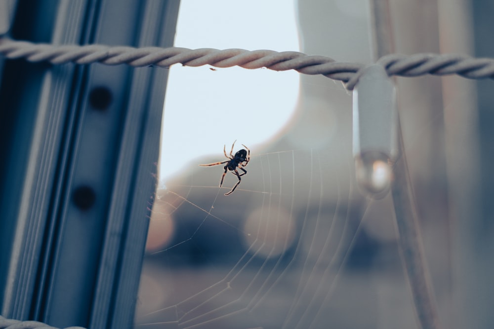 a spider sitting on a web in front of a window