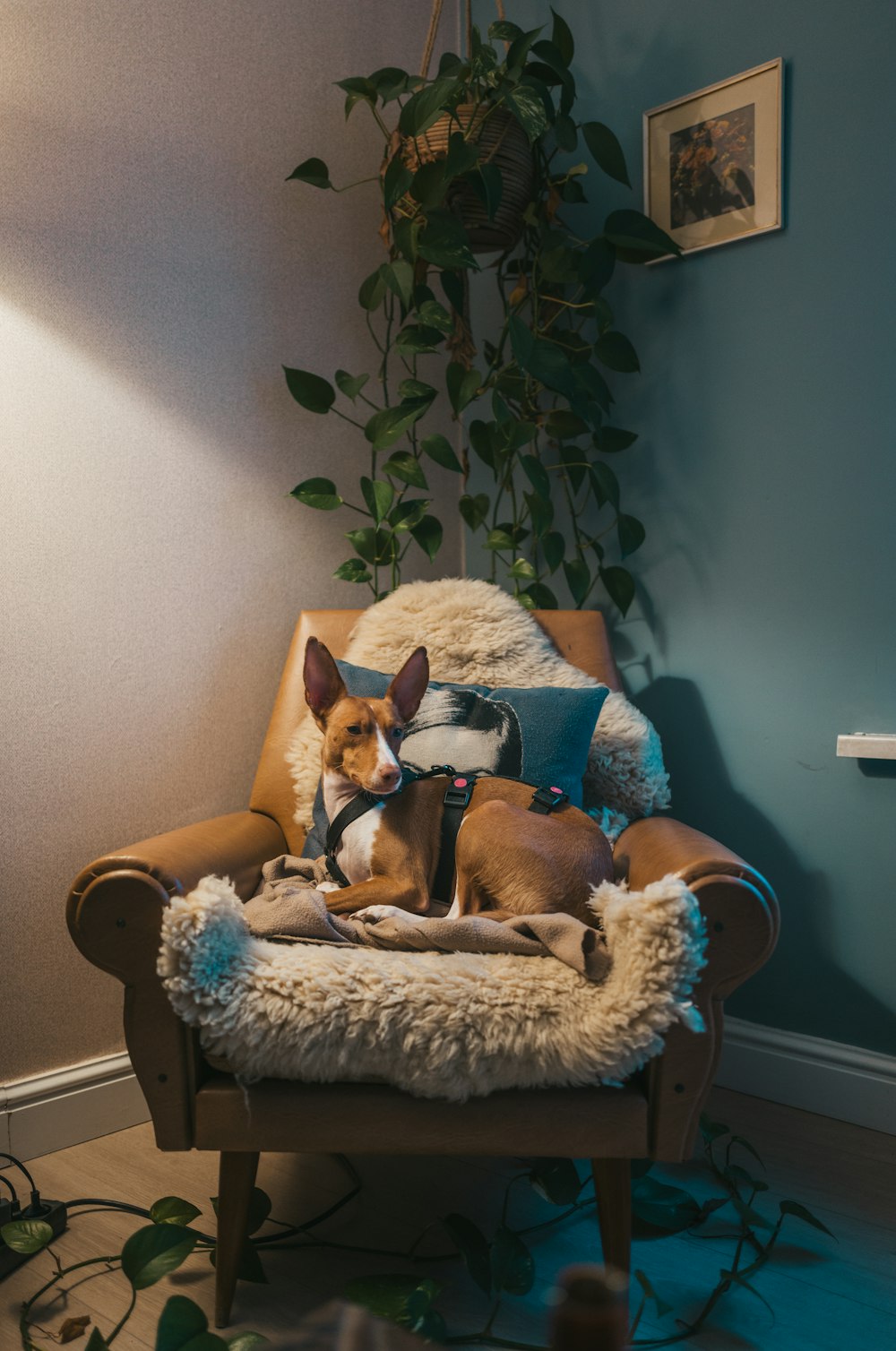 a dog sitting in a chair next to a plant