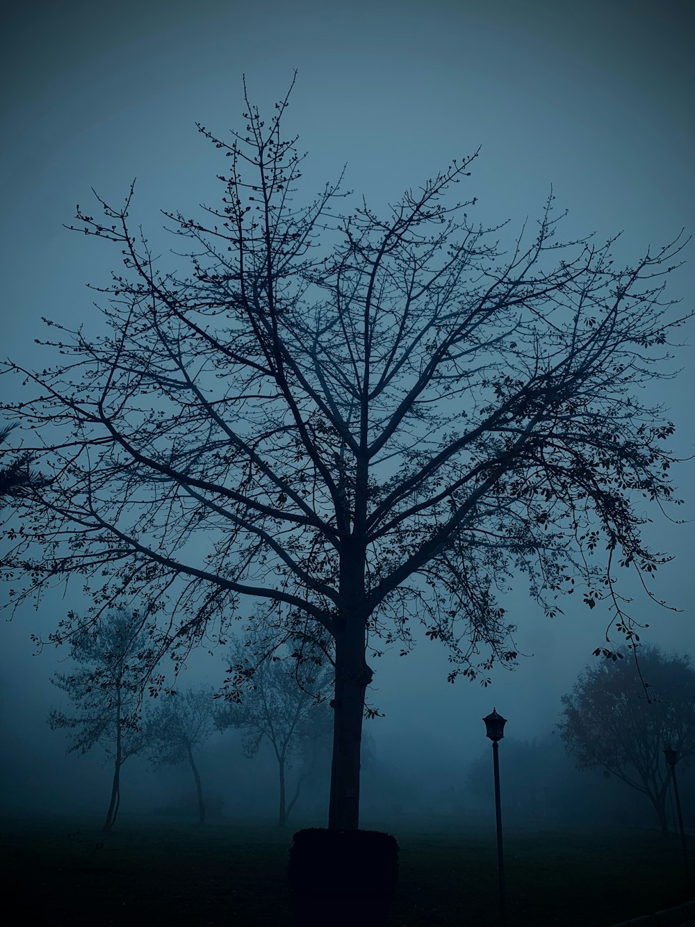 a bare tree in a park on a foggy day