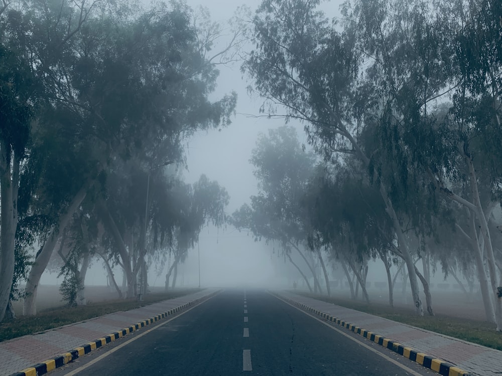 a foggy road with trees on both sides