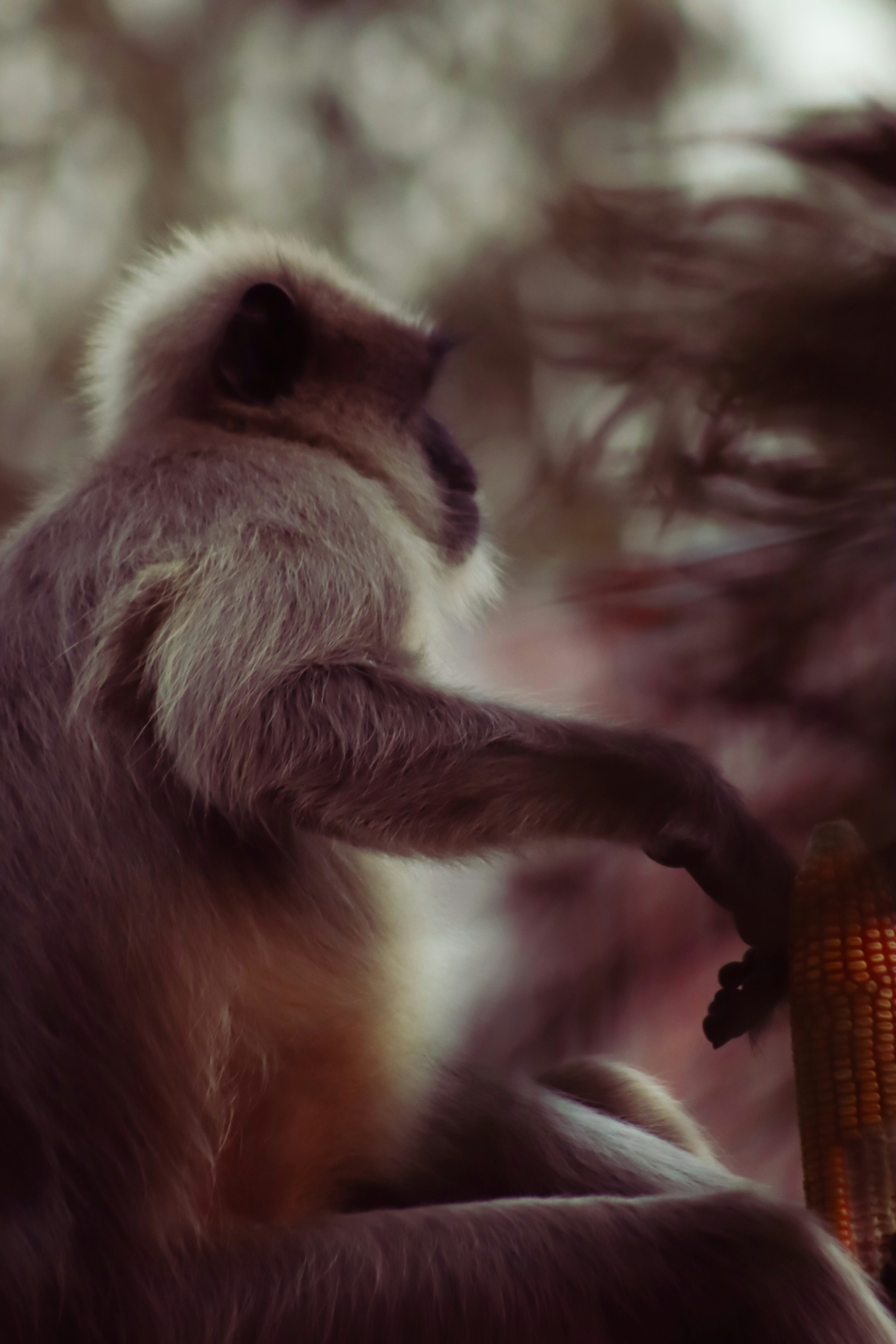 Monkey eating corn