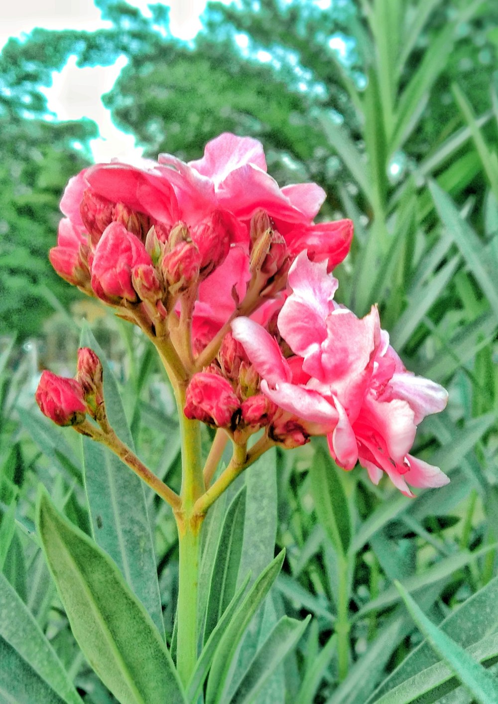 a close up of a pink flower in a field