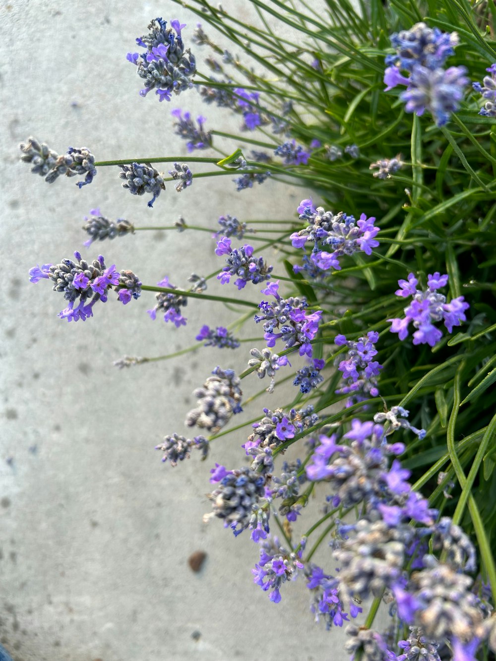 a bunch of purple flowers sitting on top of a sidewalk