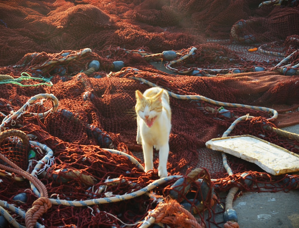 a cat standing on a pile of fishing nets