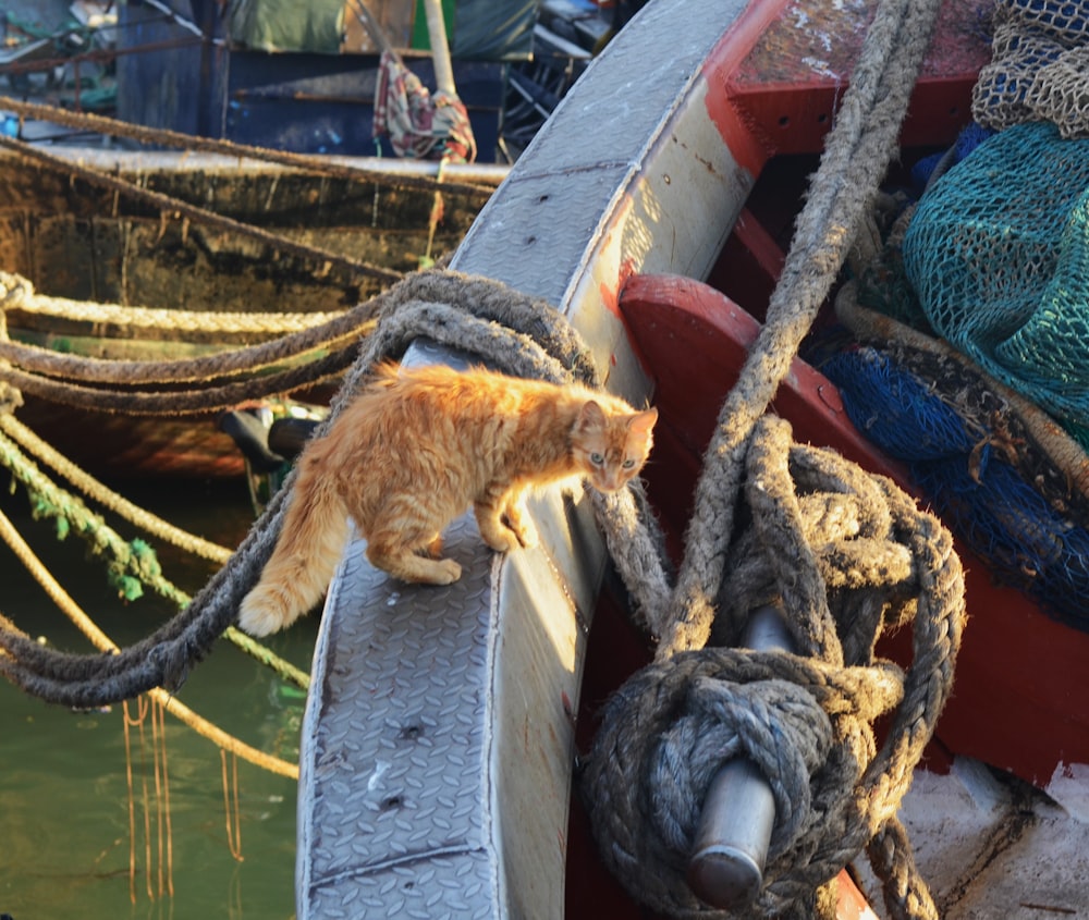 an orange cat standing on the edge of a boat