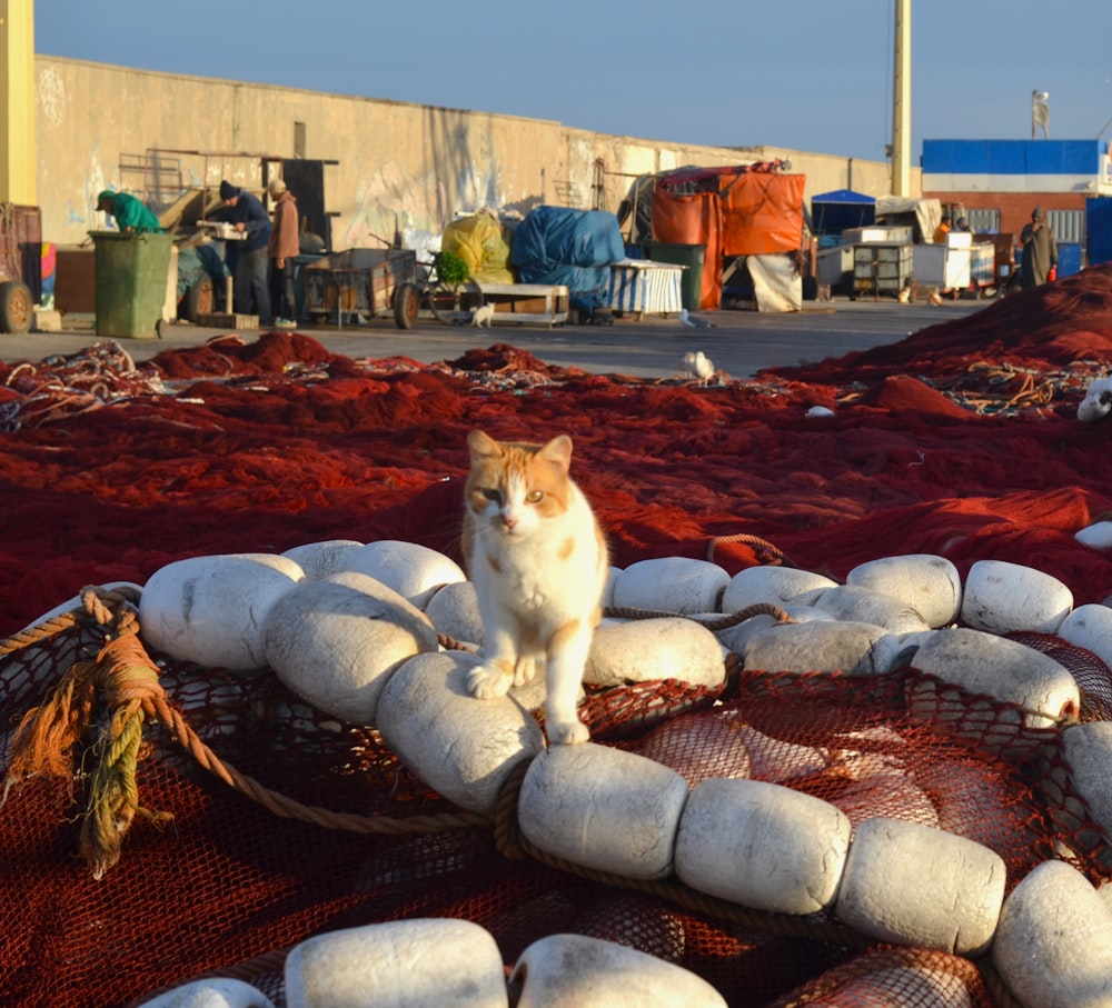 a cat sitting on top of a pile of sand bags