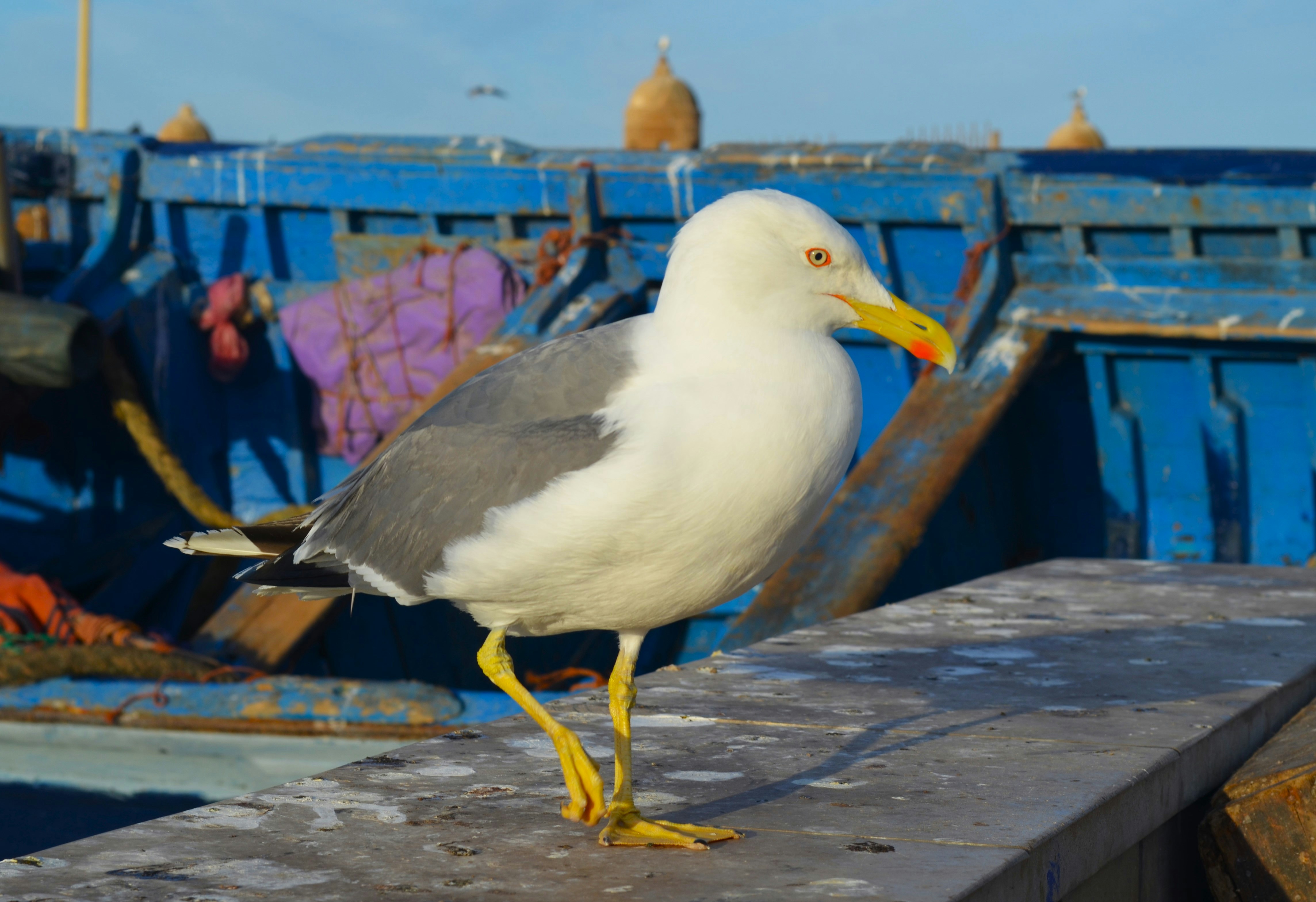 A seagull is standing on the edge of a boat