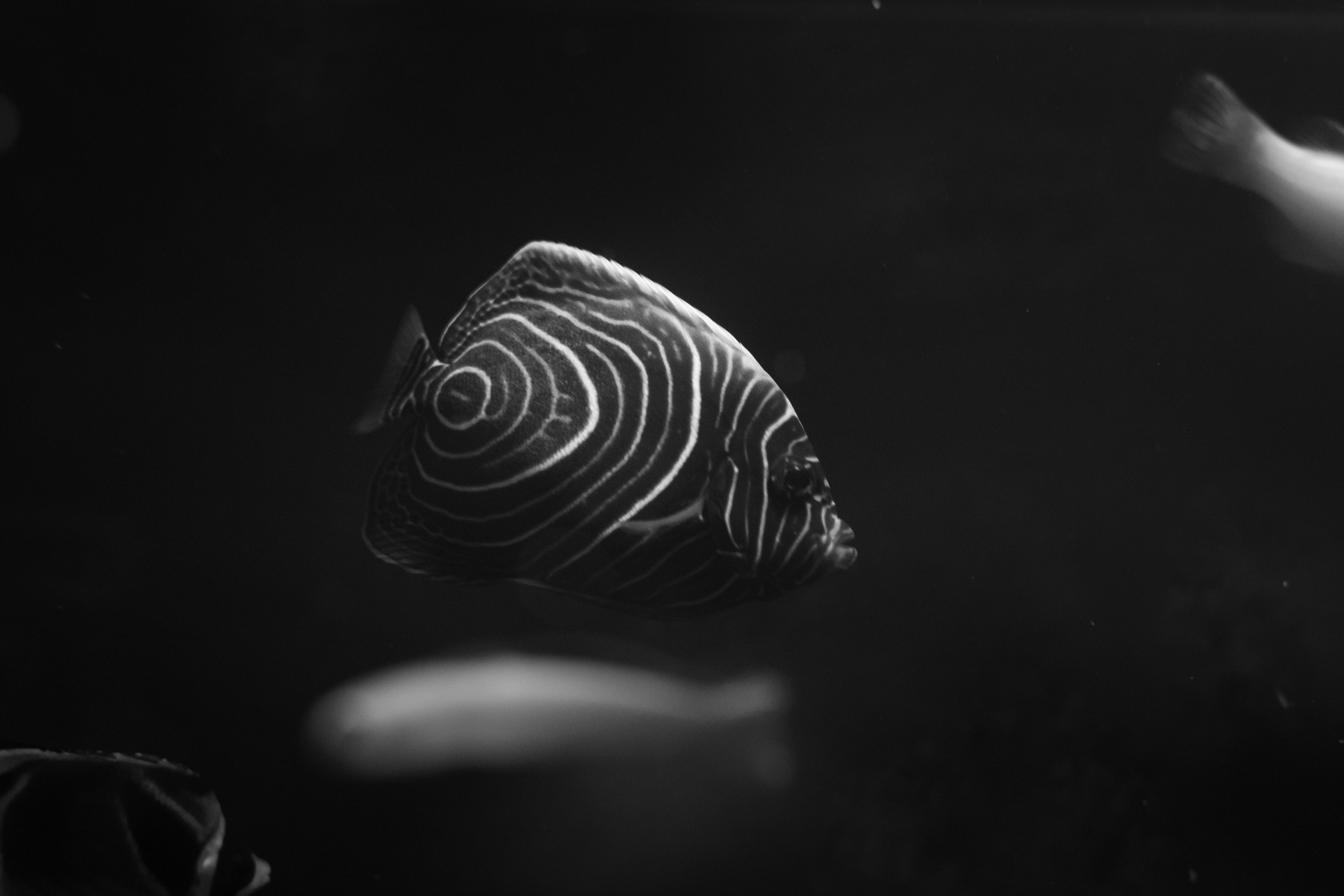 foto hitam putih ikan