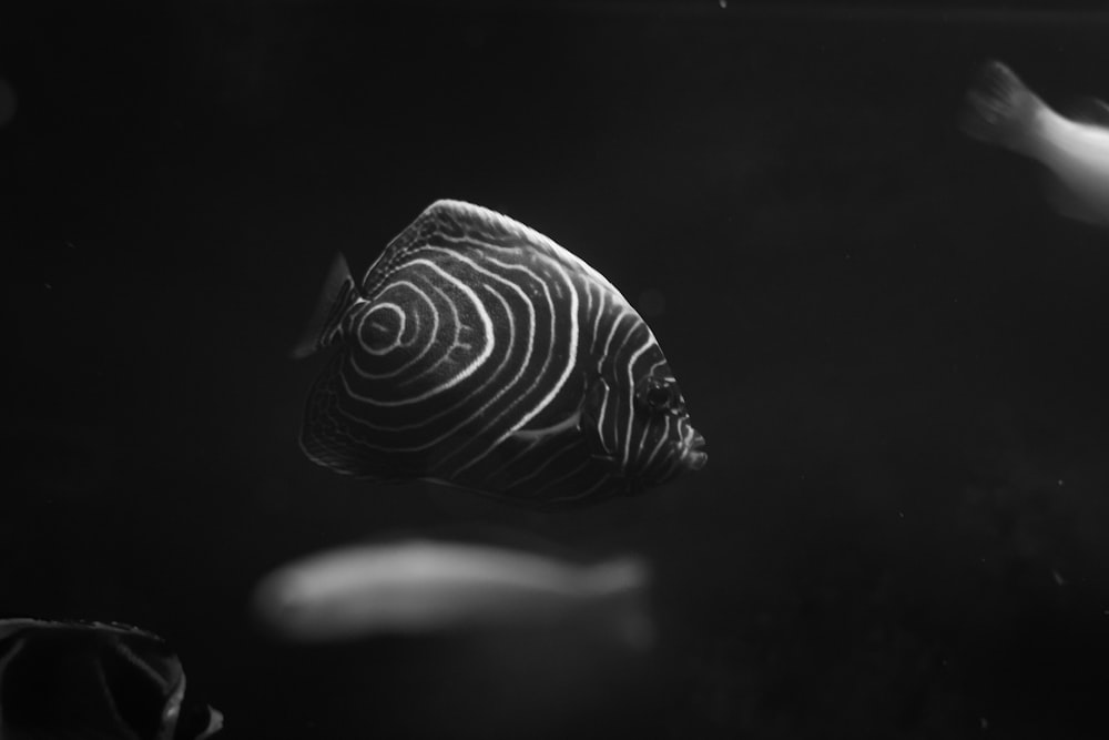 a black and white photo of a fish