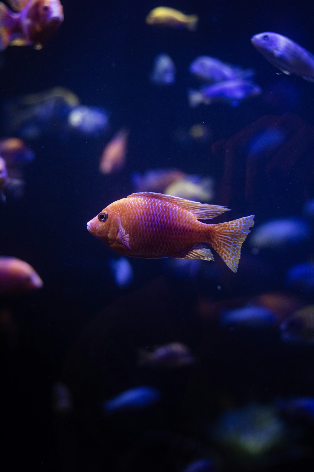 a group of fish swimming in an aquarium