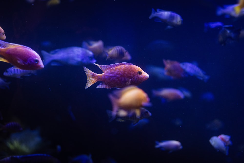a large group of fish swimming in an aquarium