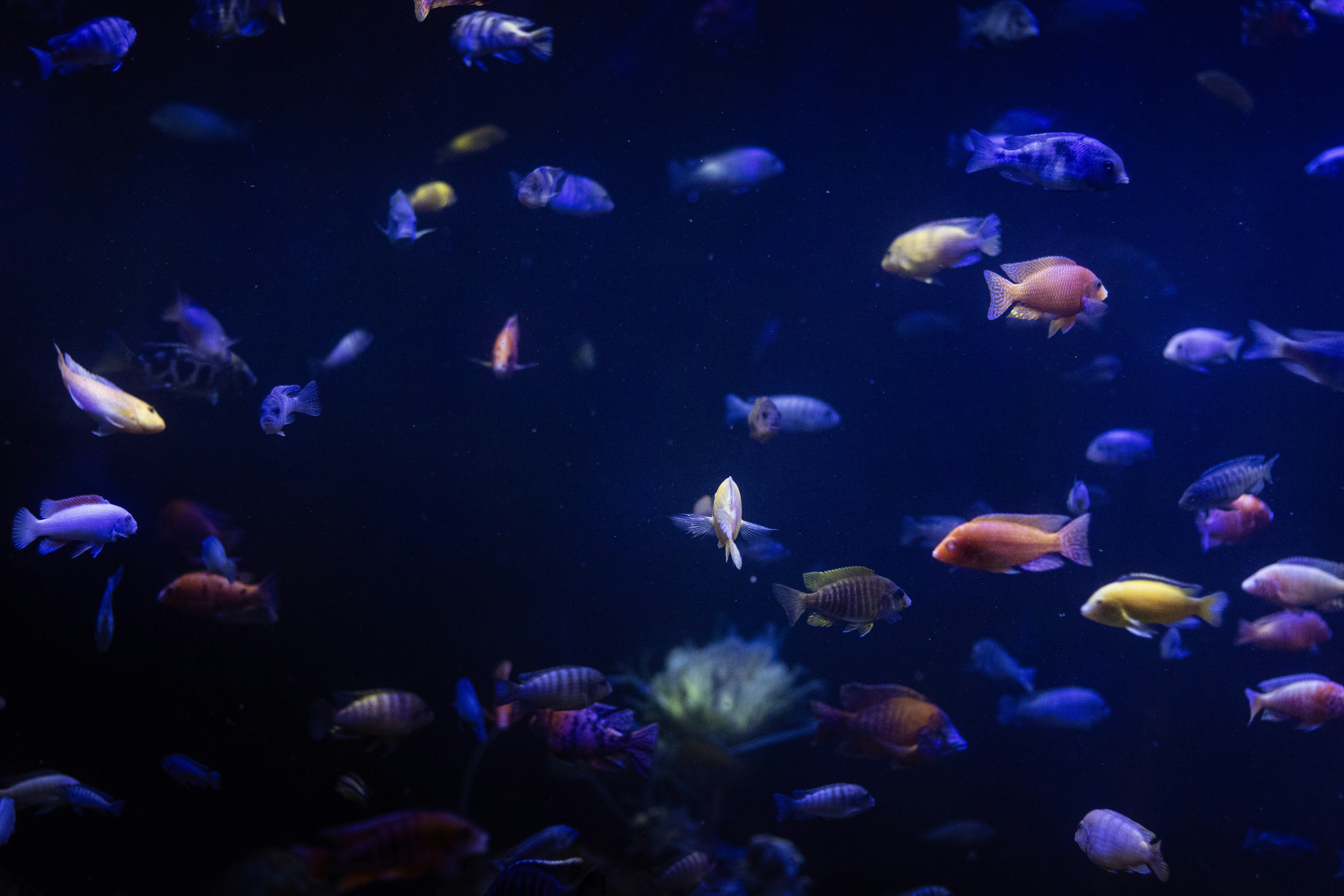 Photo by alvaro_juliao7