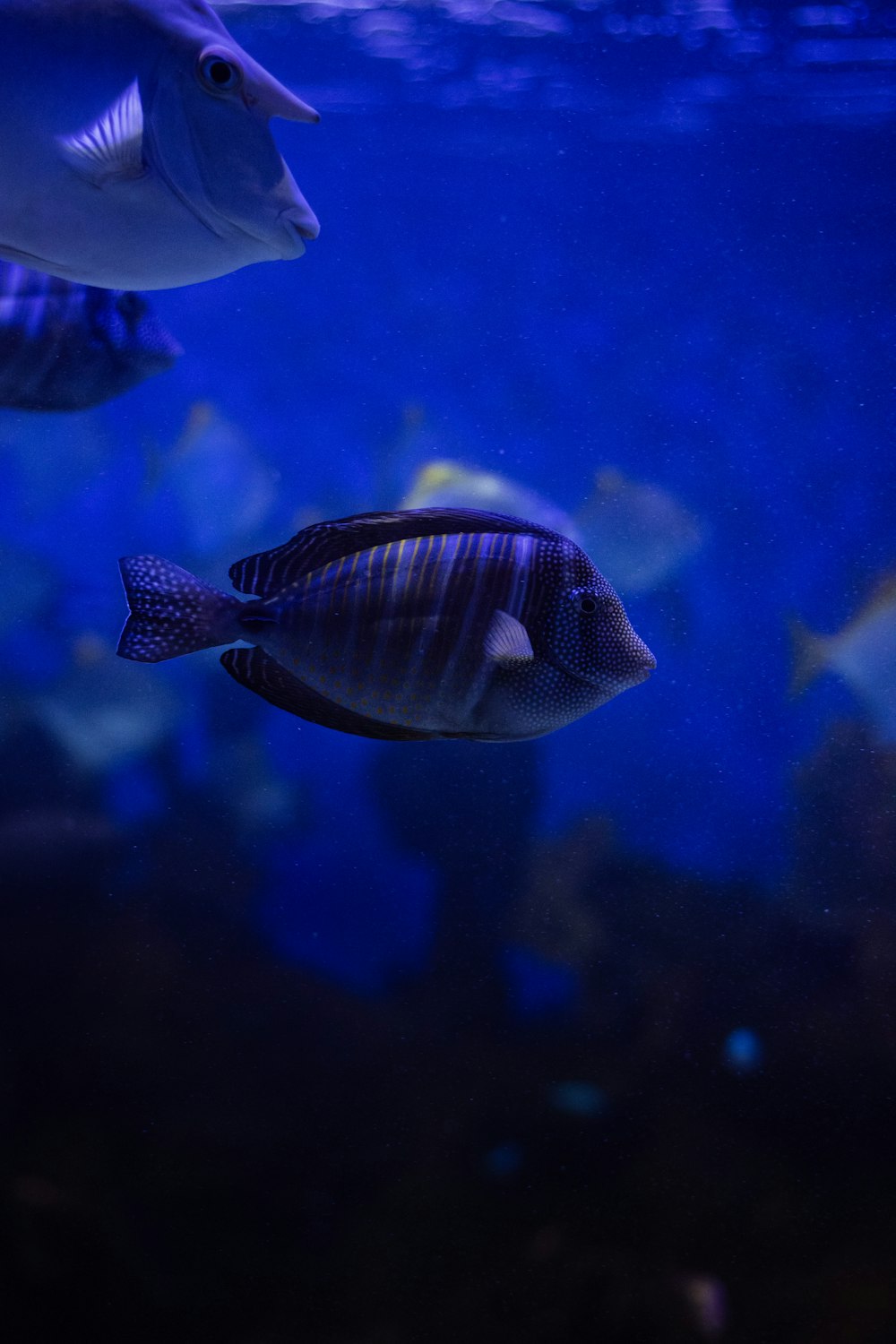 a group of fish swimming in an aquarium