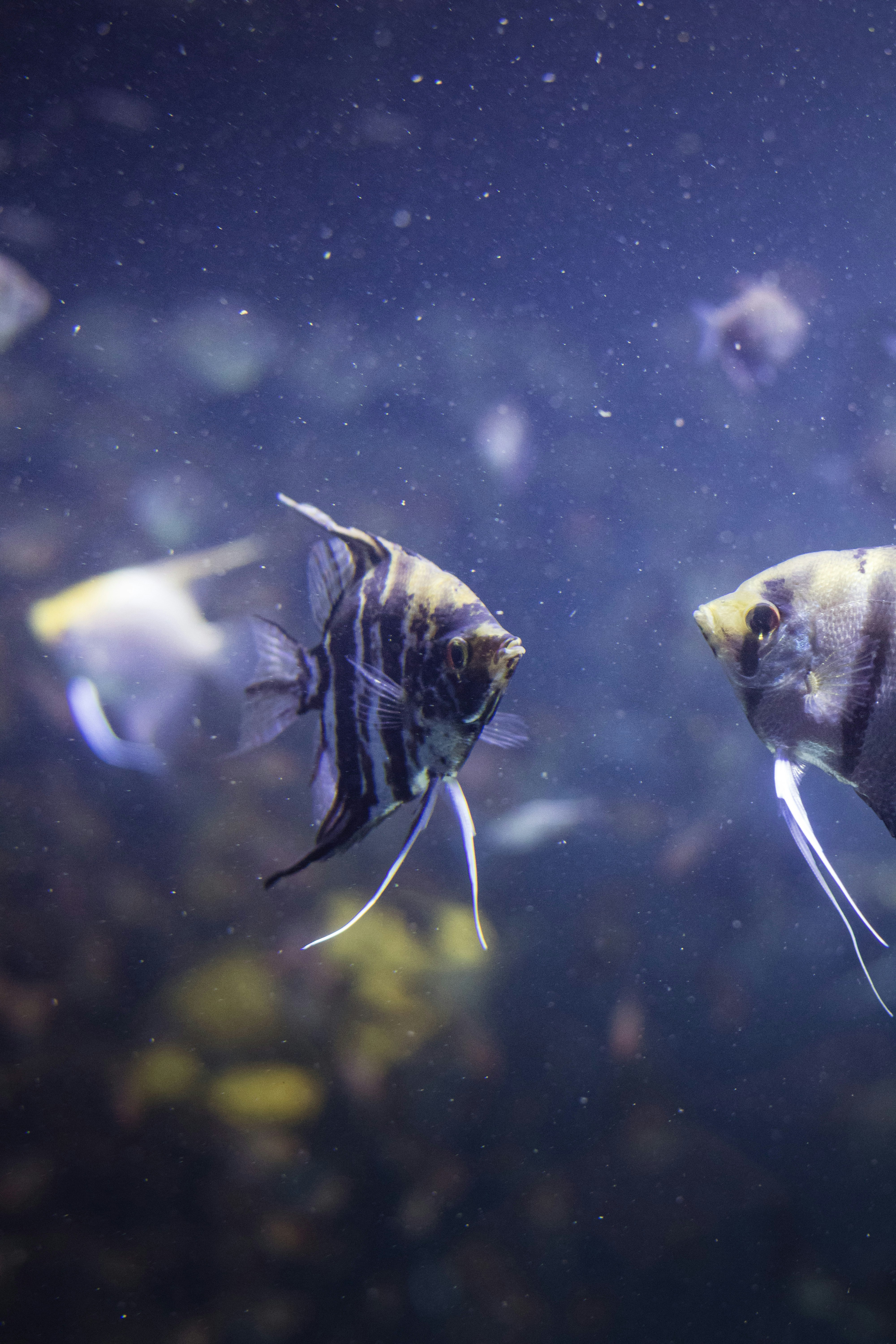 beberapa ikan yang berenang di air