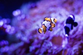 an orange and white clown fish in an aquarium