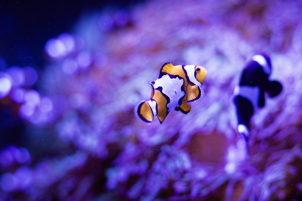 an orange and white clown fish in an aquarium