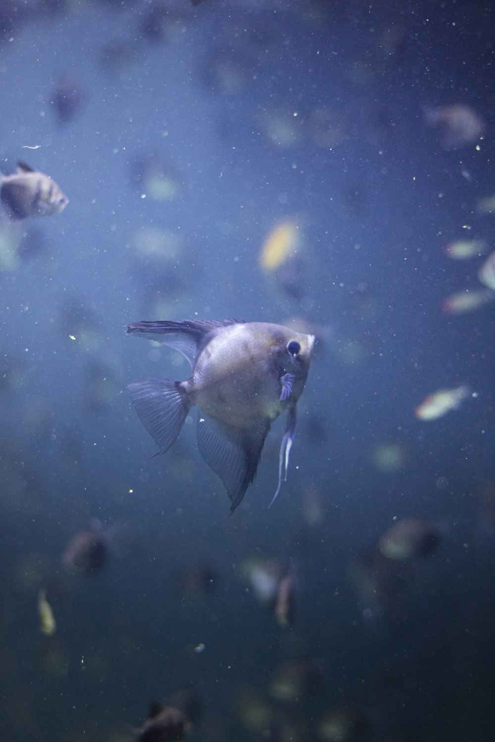 a group of fish swimming next to each other