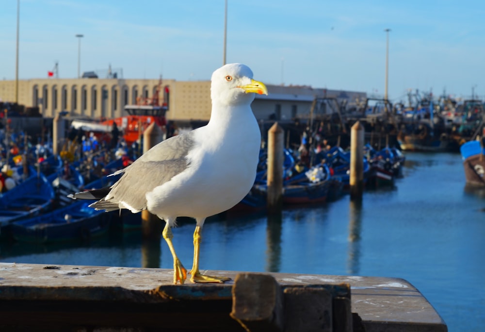a seagull is standing on a ledge in front of a marina