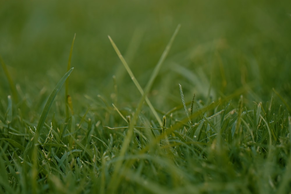 a close up of a green grass field