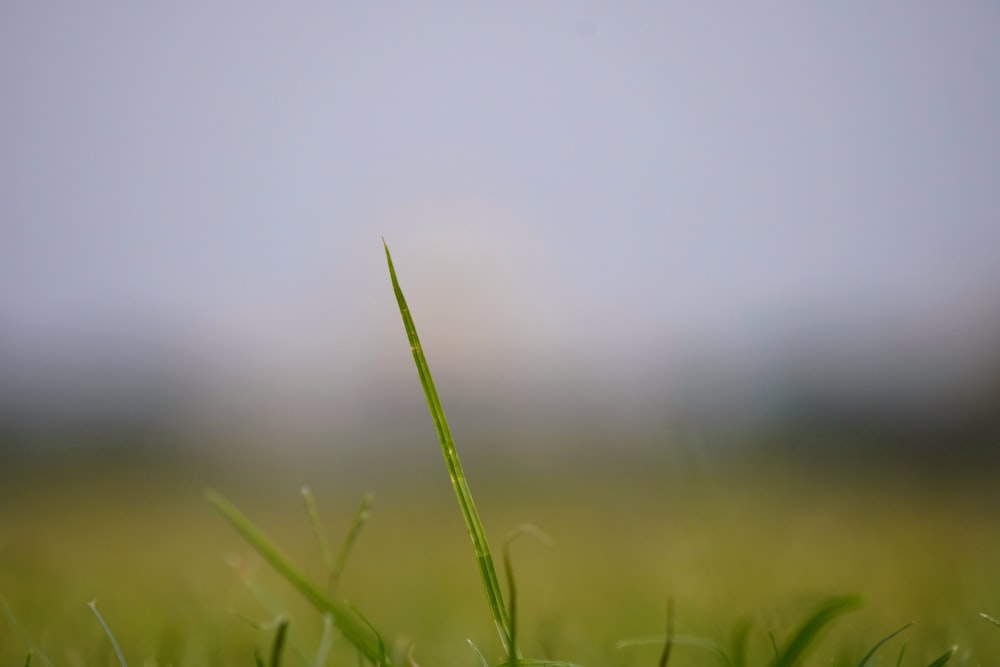 a close up of a green grass with a blurry background